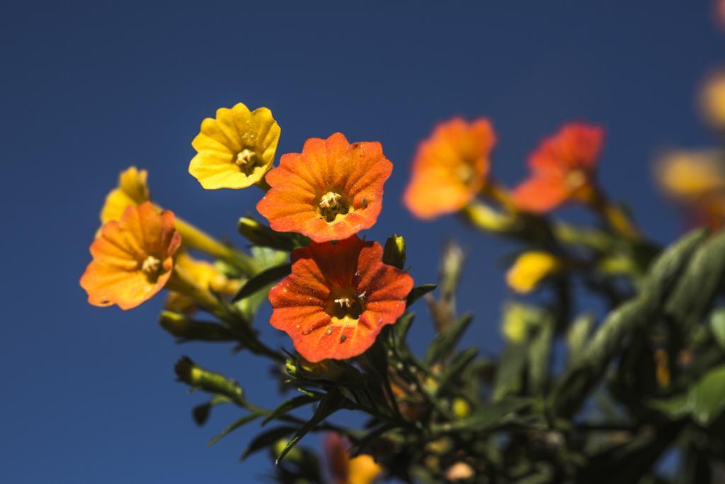 Sol Y Luna - Relais & Chateaux Sacred Valley Exterior foto
